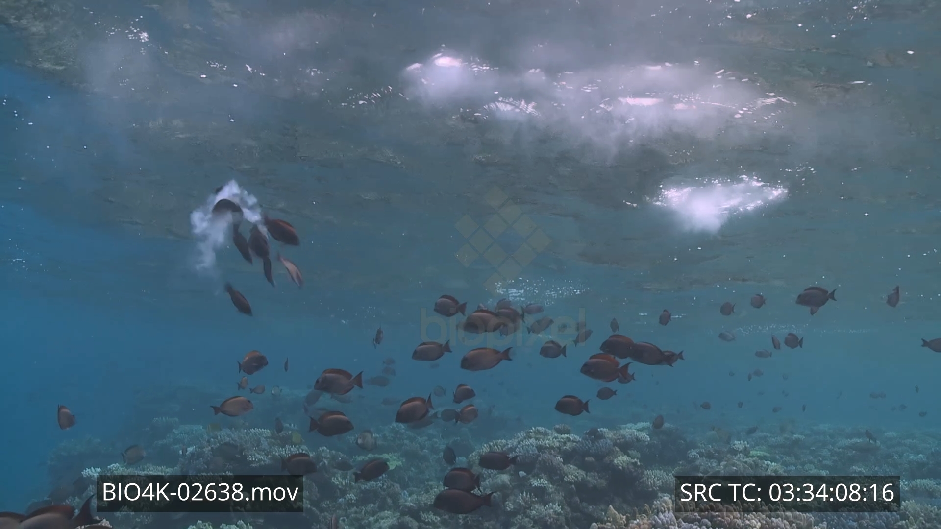 Surgeonfish – Brown surgeonfish spawning at dusk 4K 3