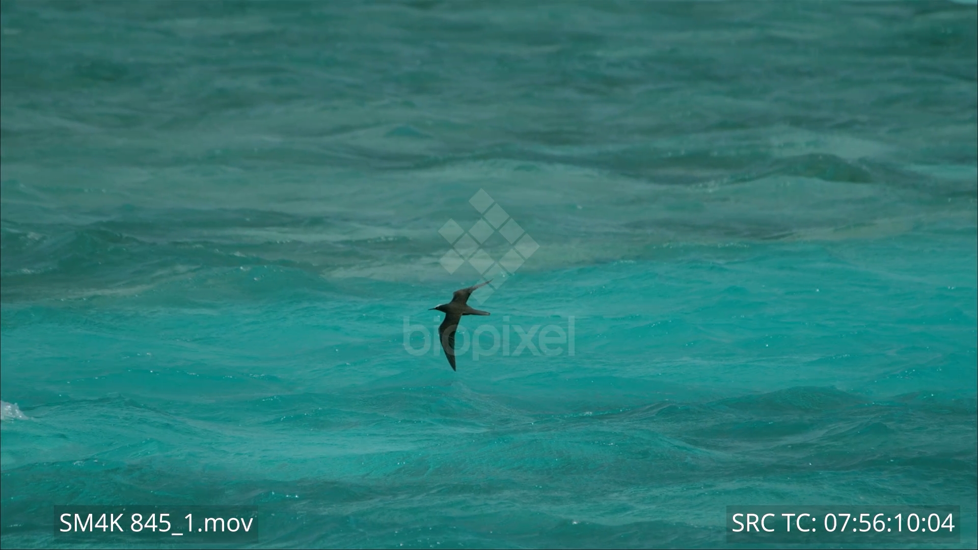 BiopixelTern - White capped noddy flying over water slow motion 500 ...