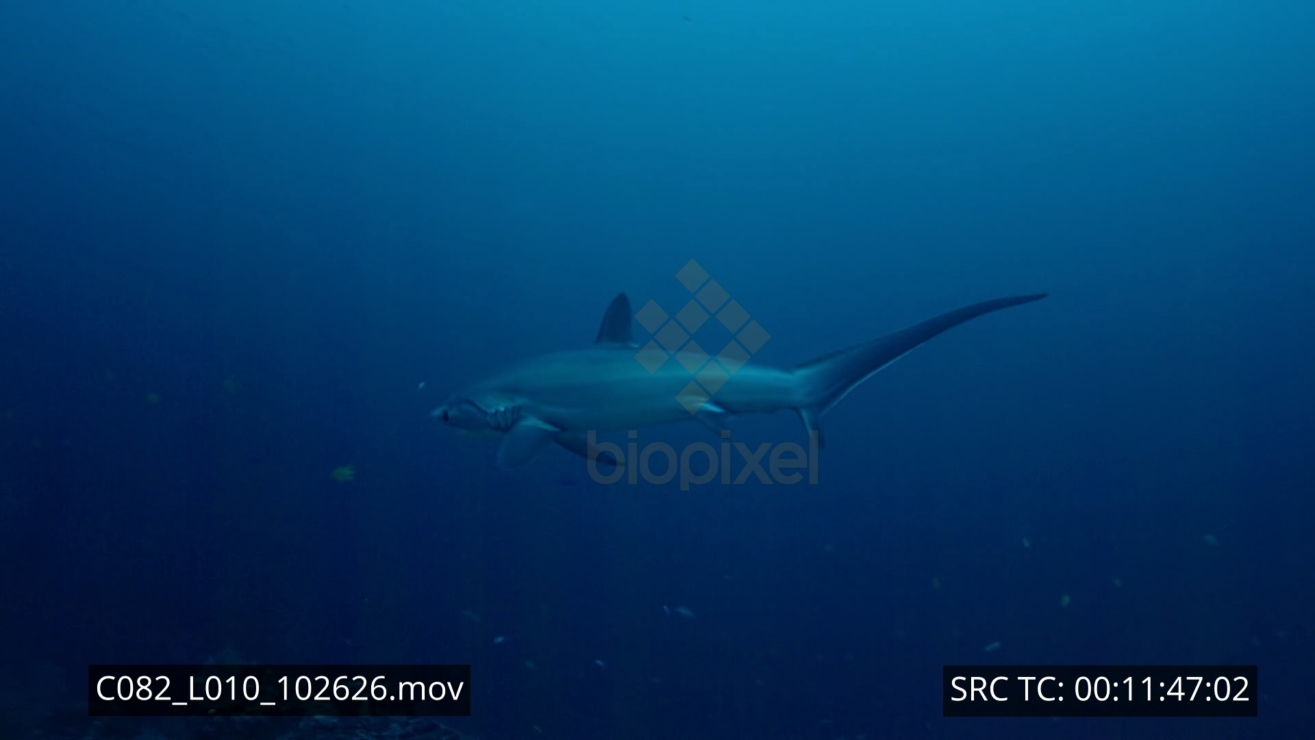 Thresher shark 4K