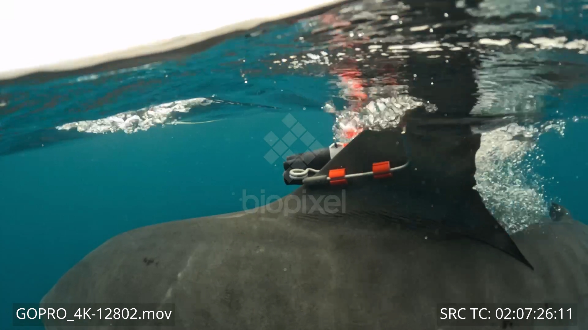BiopixelTiger Shark Research - Tiger shark with CATSCAM camera on ...