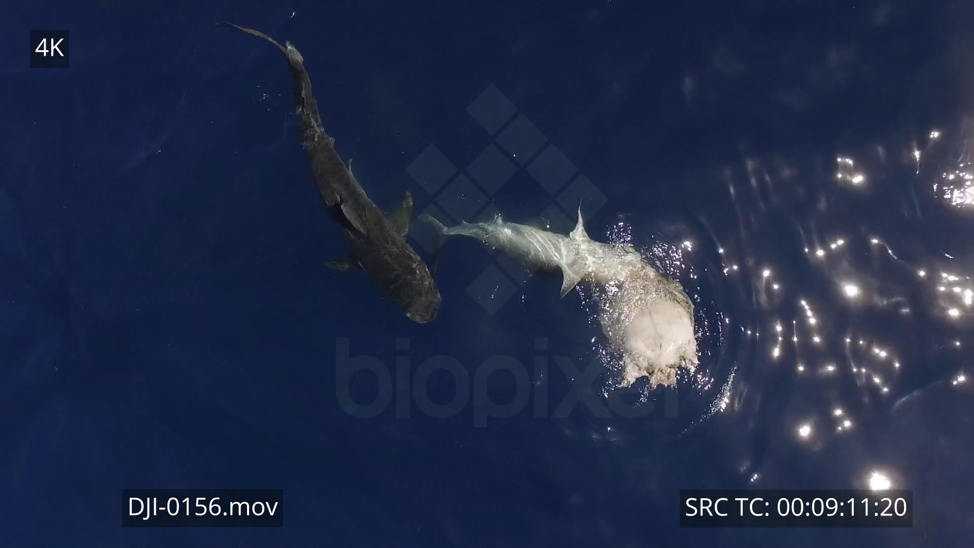 BiopixelTiger shark feeding on green sea turtle Aerial 4K 3 - Biopixel