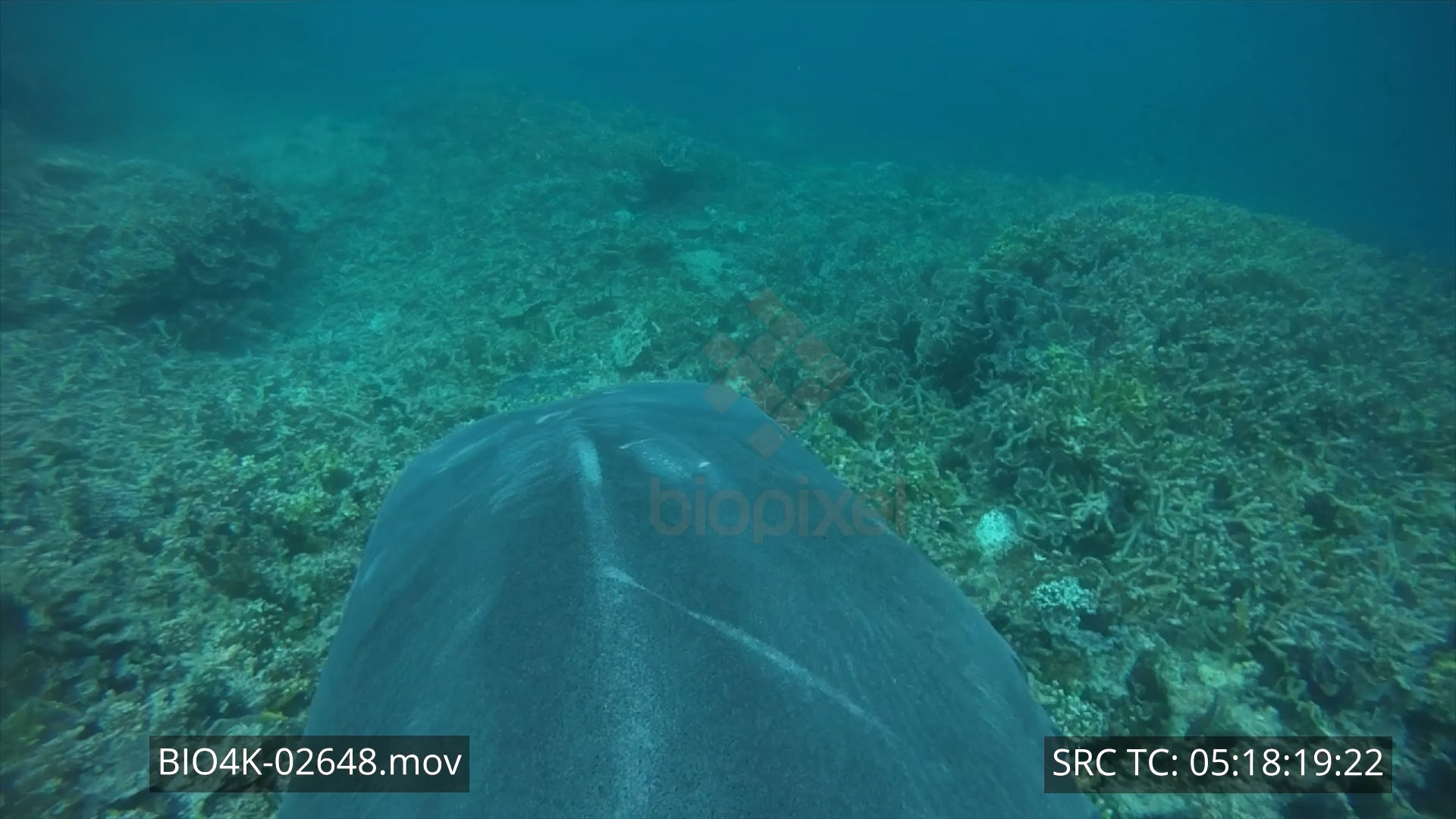 Tiger shark fin cam swimming over reef edge 4K