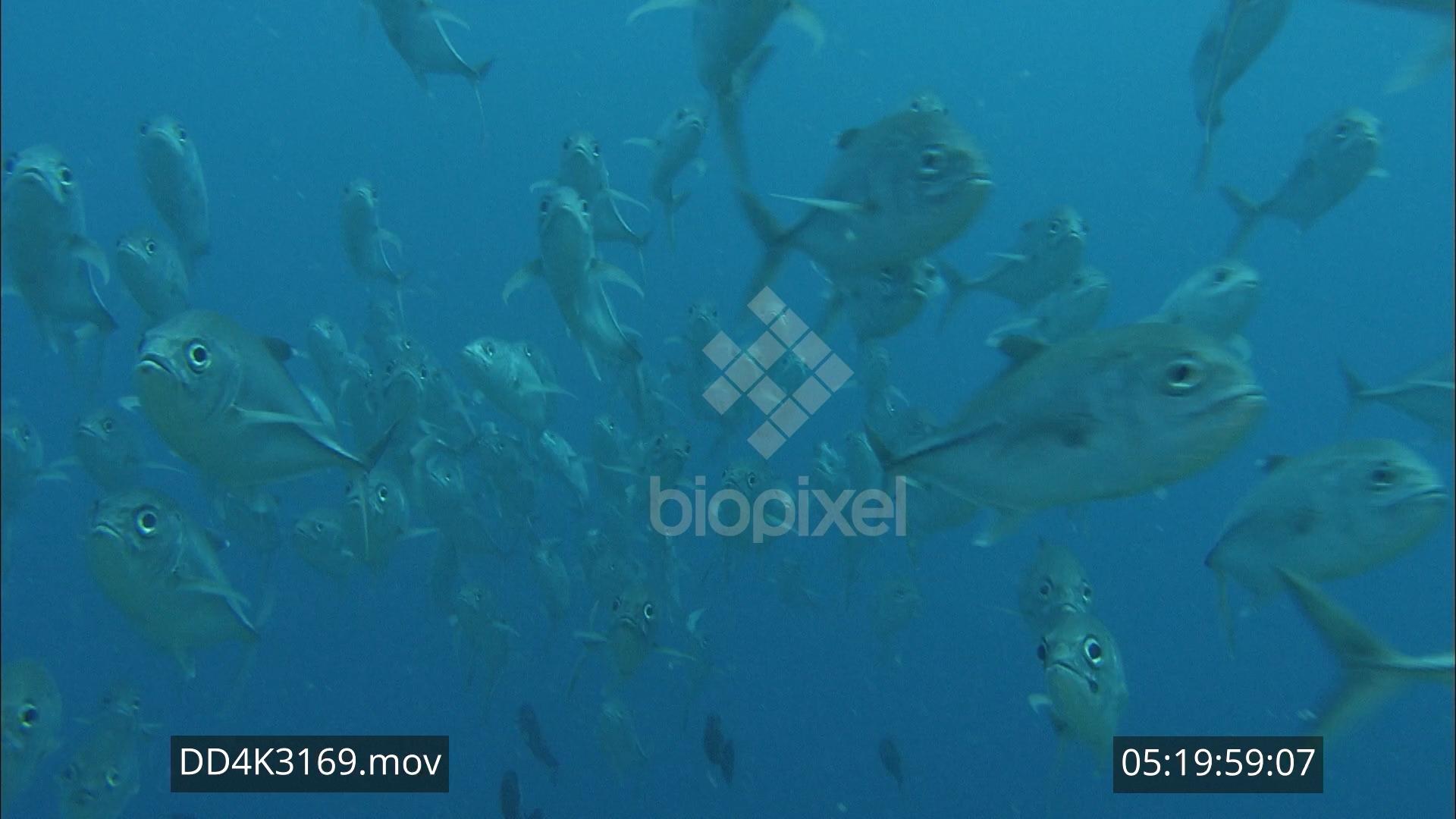 Trevally – Bigeye trevally school 4K
