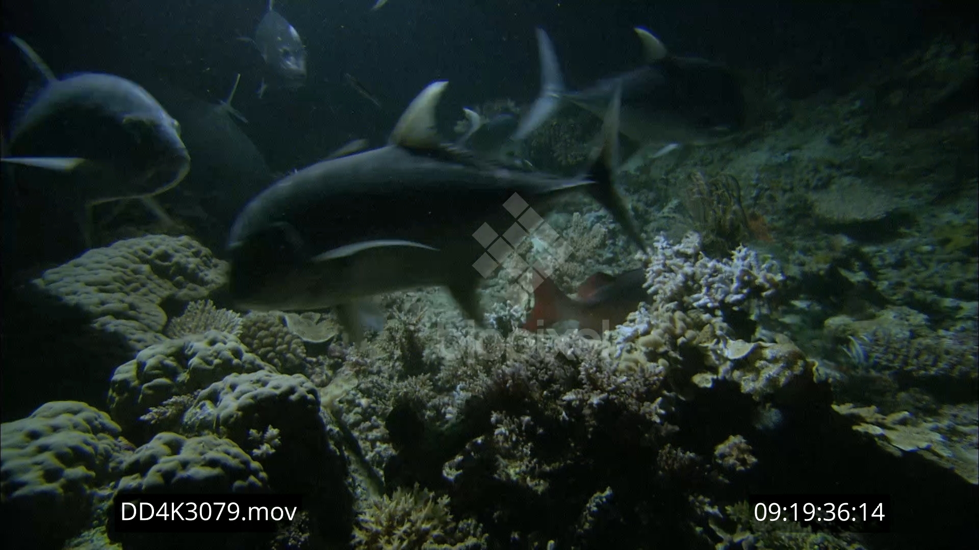 Trevally – Giant Trevally feeding at night 4K 3