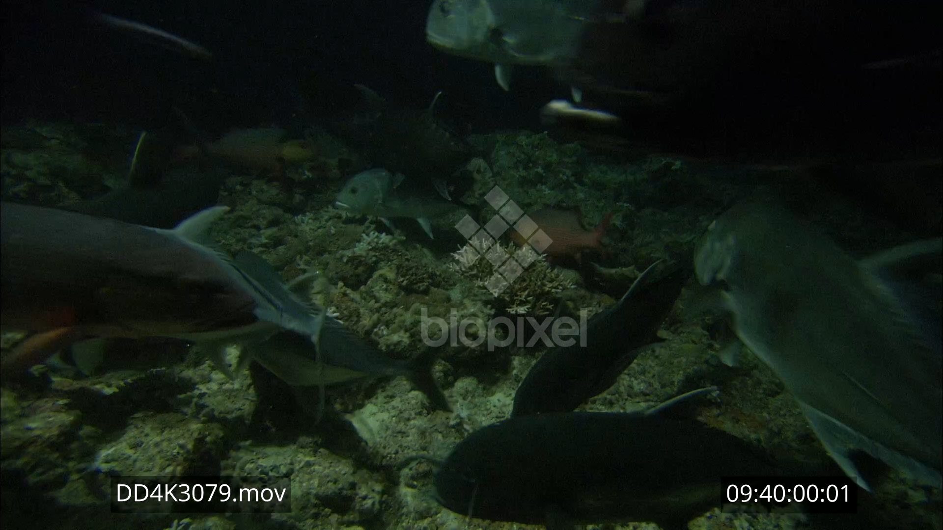 Trevally – Giant Trevally feeding at night 4K 4