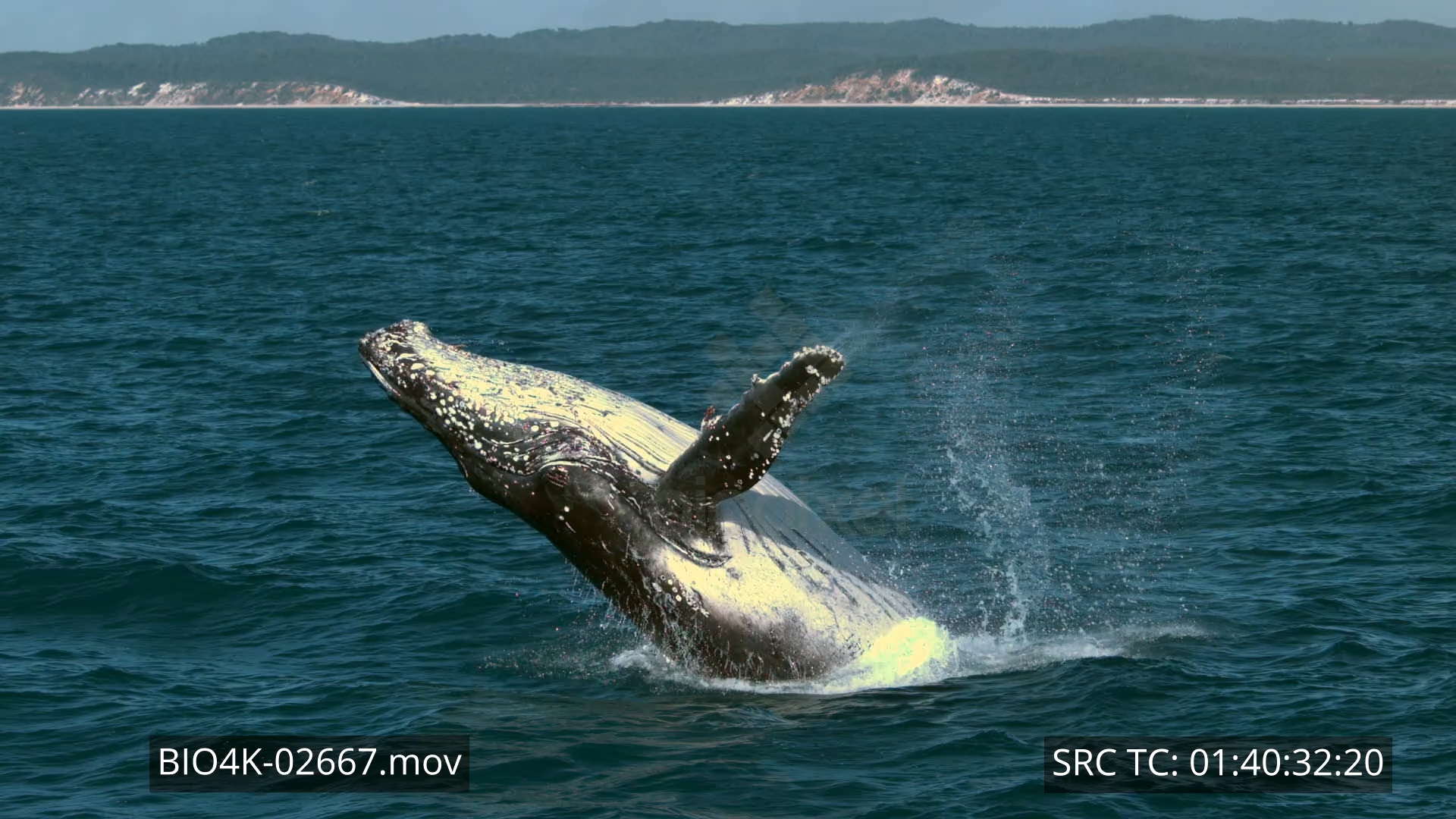 Whale – Humpback whale breaching slow motion 4K