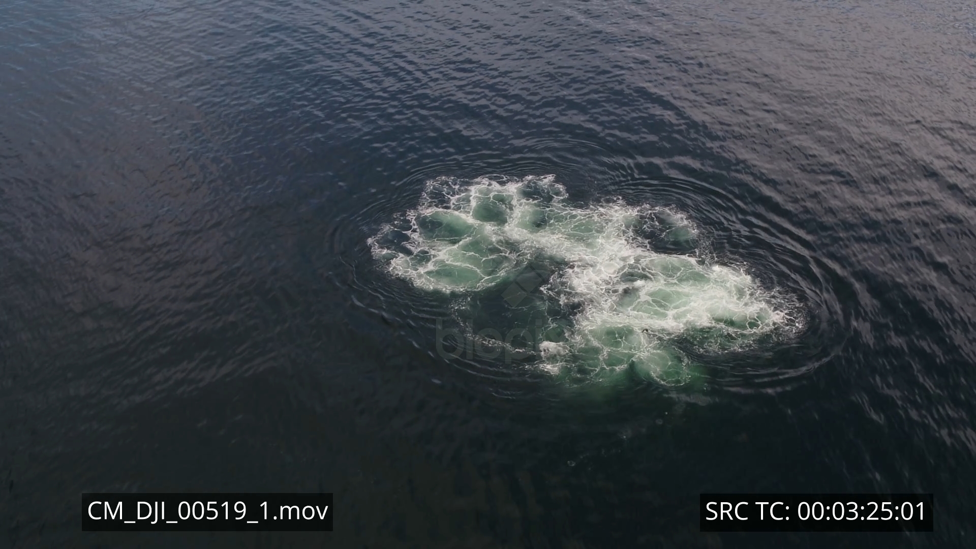 Whale – Humpback whale bubble netting and feeding in Alaska Aerial 4K 1