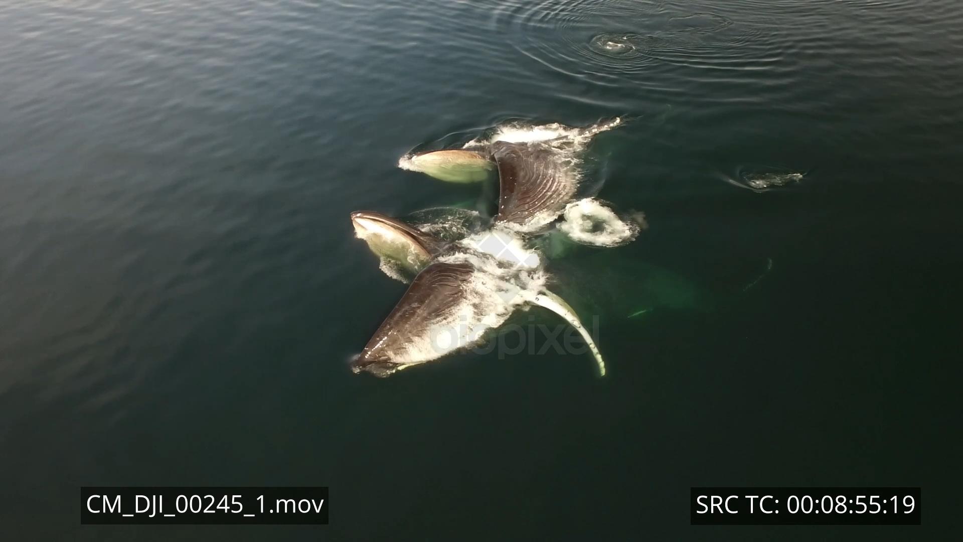 Whale – Humpback whale bubble netting and feeding in Alaska Aerial 4K 2