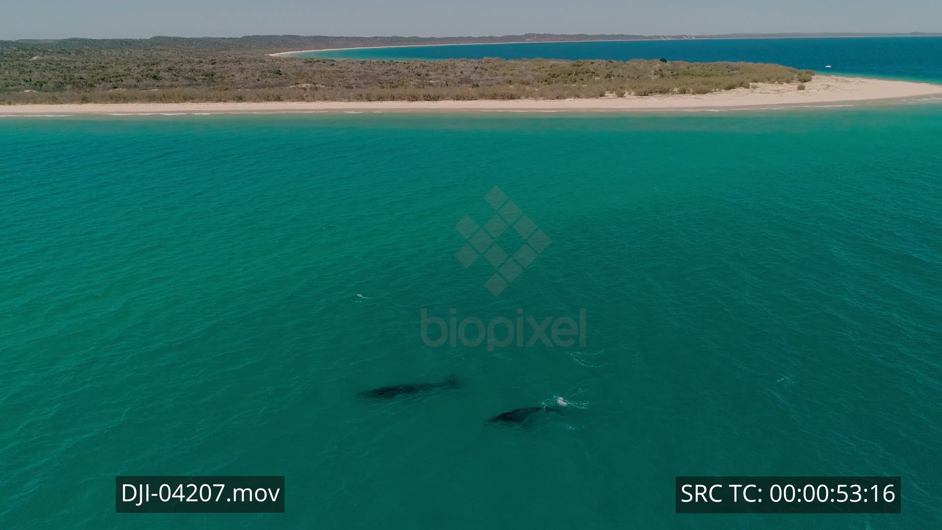 Whale – Humpback whales passing north point of Fraser Island Aerial 4K