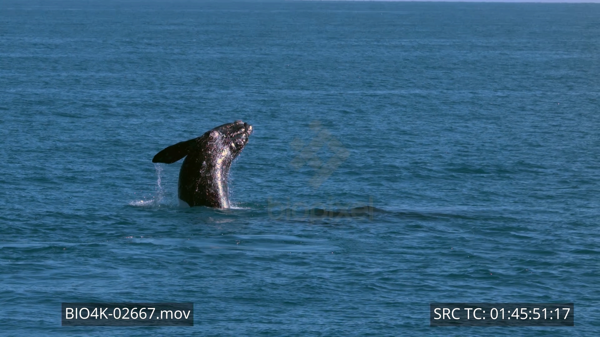 Whale – Southern right whale breeching 4K