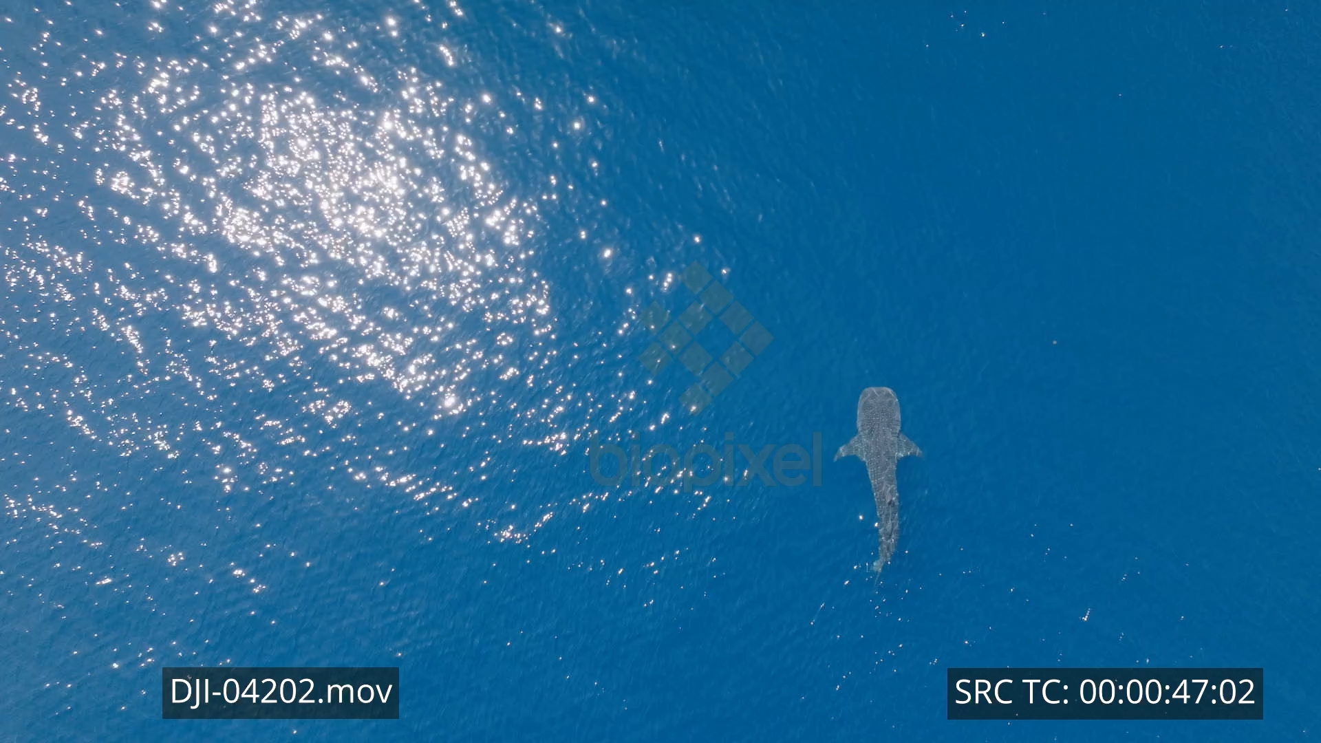 Whale shark swimming on surface Aerial 4K 5