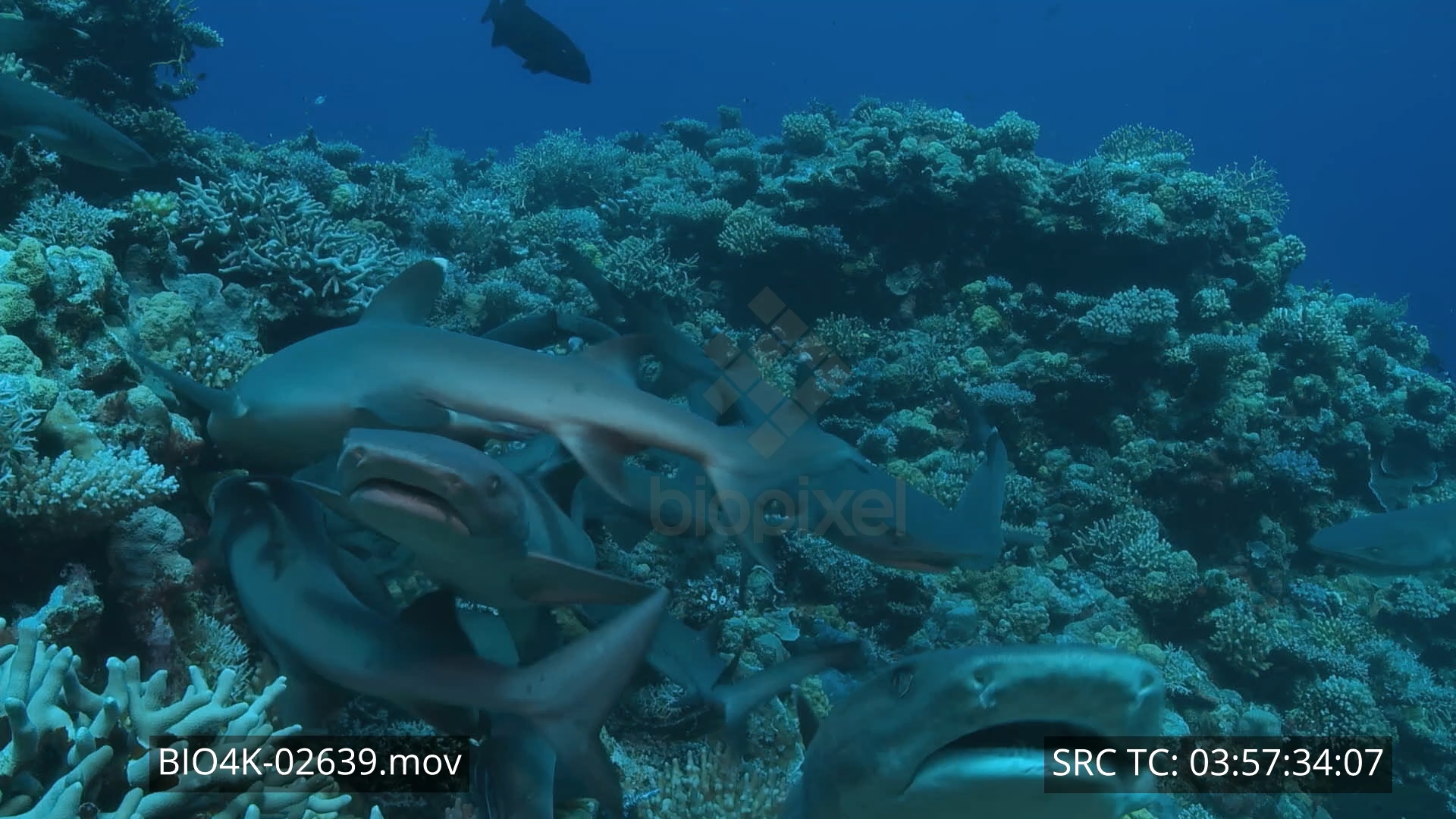 White tip reef shark feeding in the day 4K