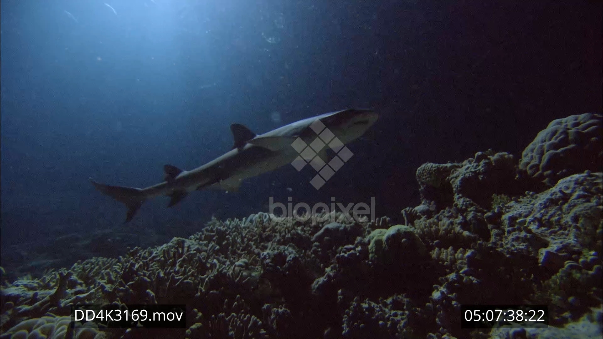 White tip reef shark hunting at night 4K 5