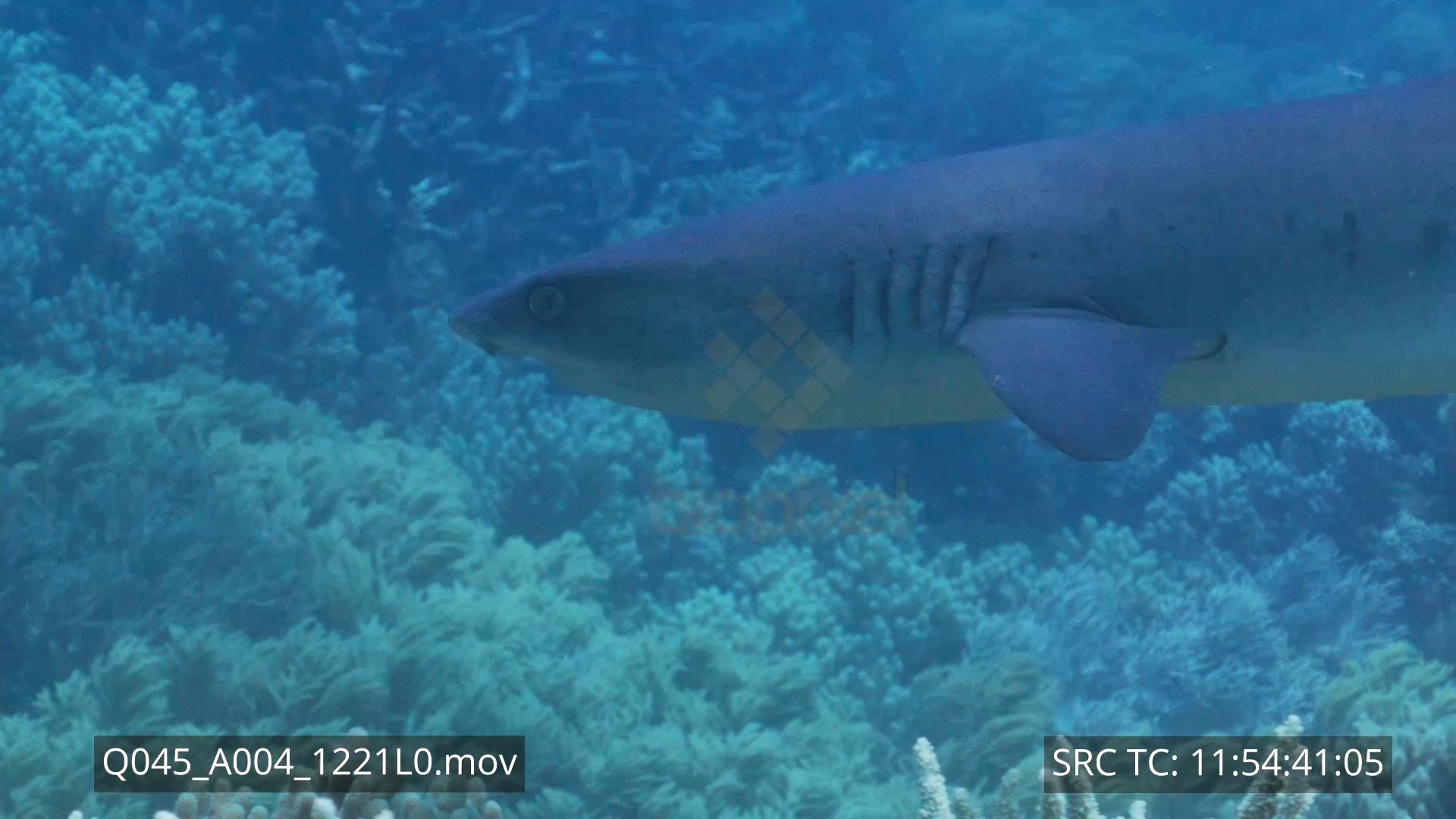 White tip reef shark swimming on reef top slow motion 4K+