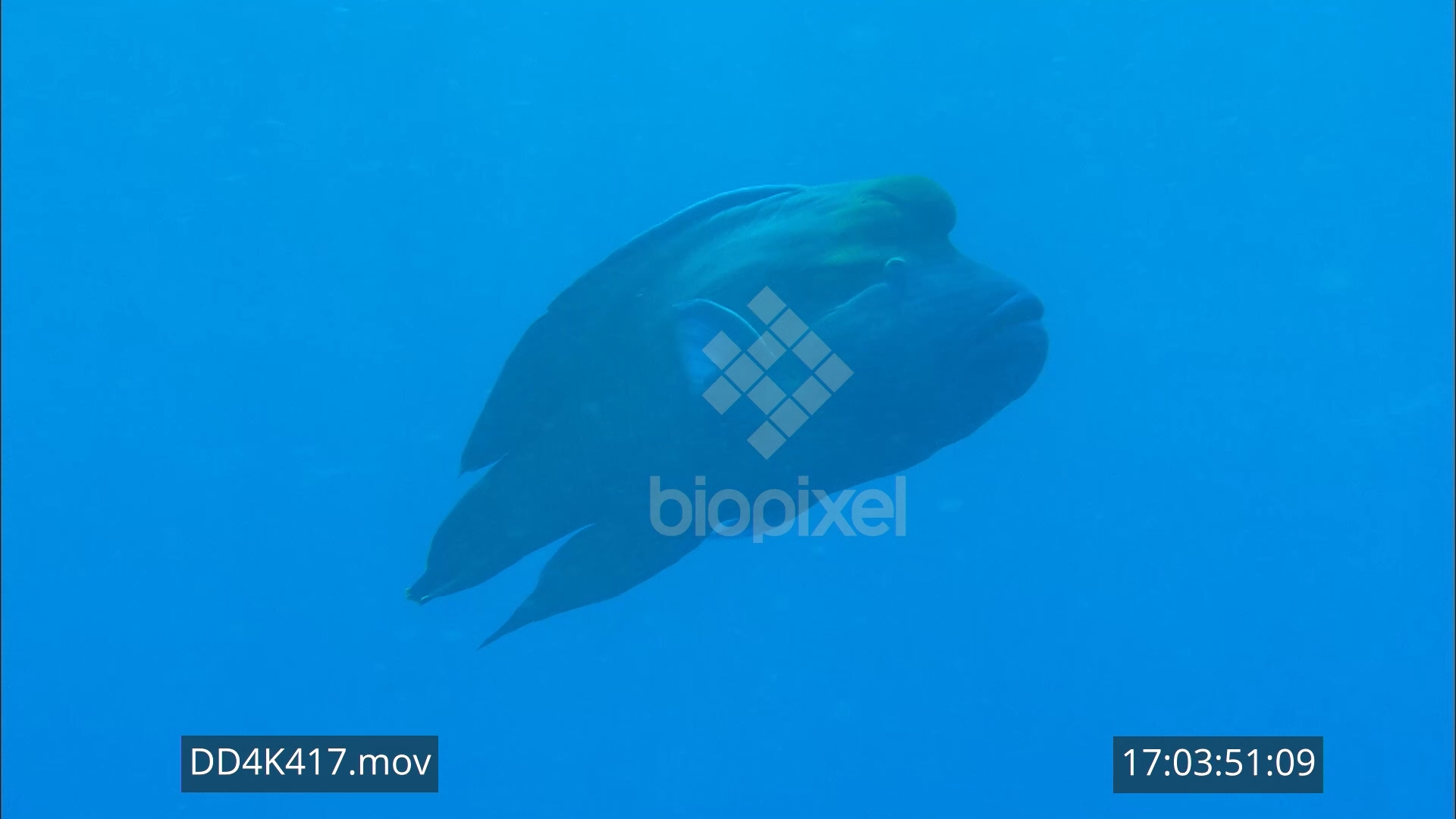 Wrasse – Maori wrasse spawning aggregation 4K 4