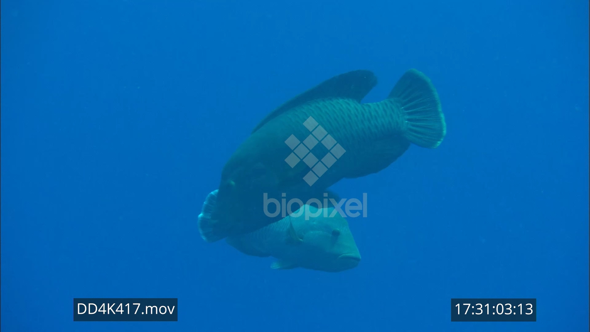 Wrasse – Maori wrasse spawning aggregation 4K 5