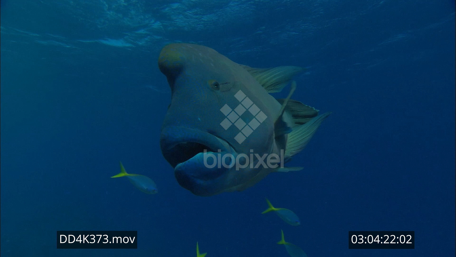 Wrasse – Maori wrasse swimming 4K