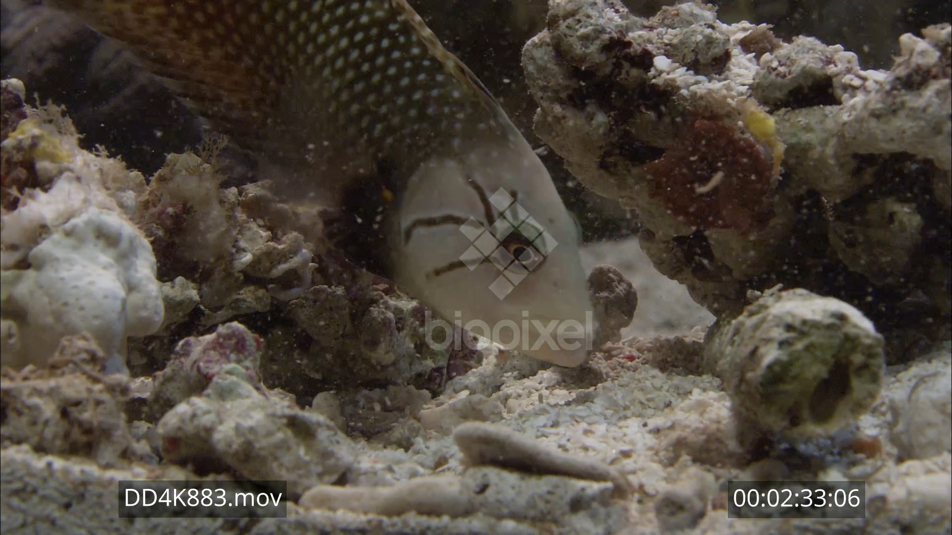 Wrasse – Rockmover wrasse close ups moving rocks 4K 1