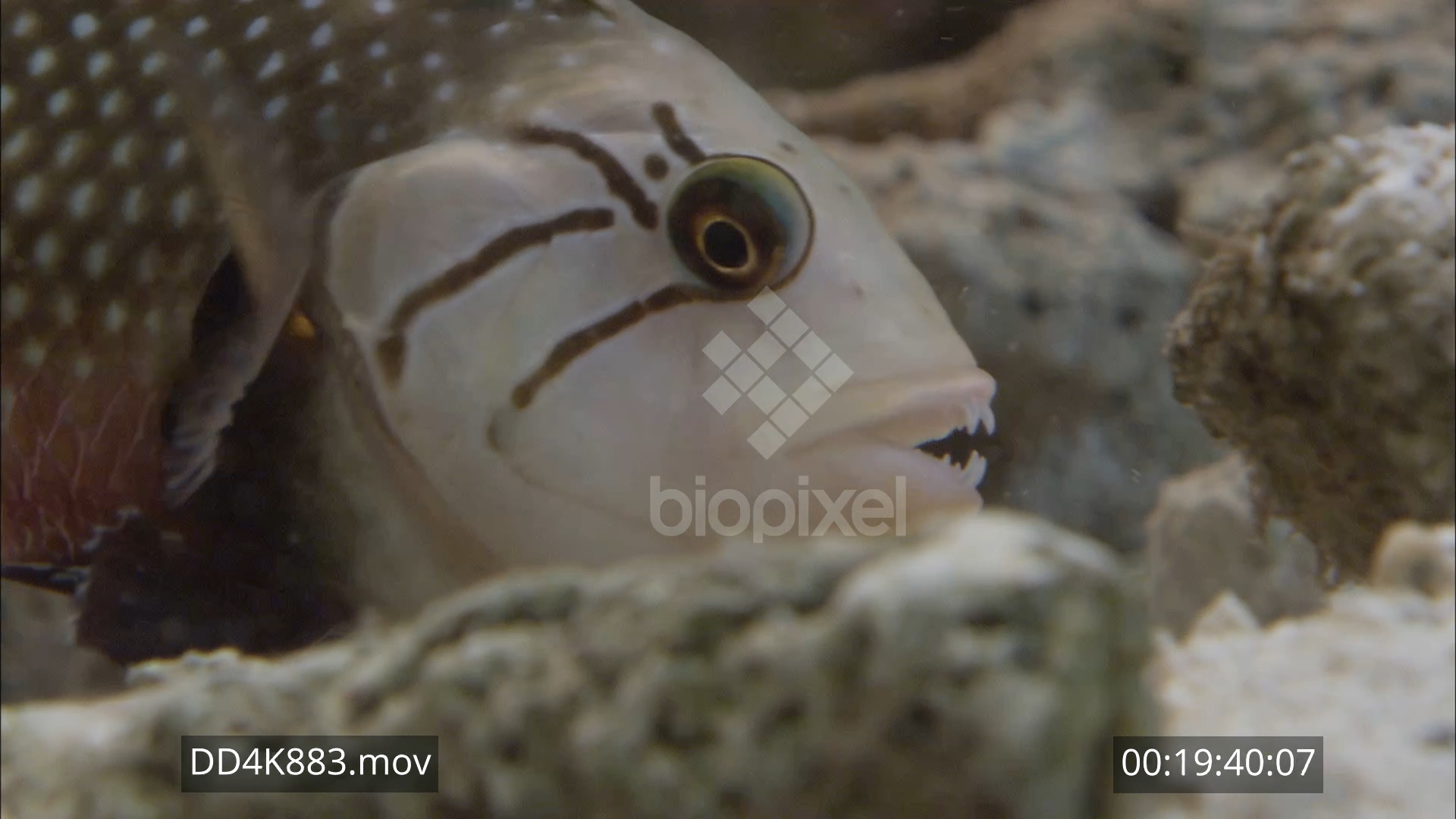 Wrasse – Rockmover wrasse close ups moving rocks 4K 2