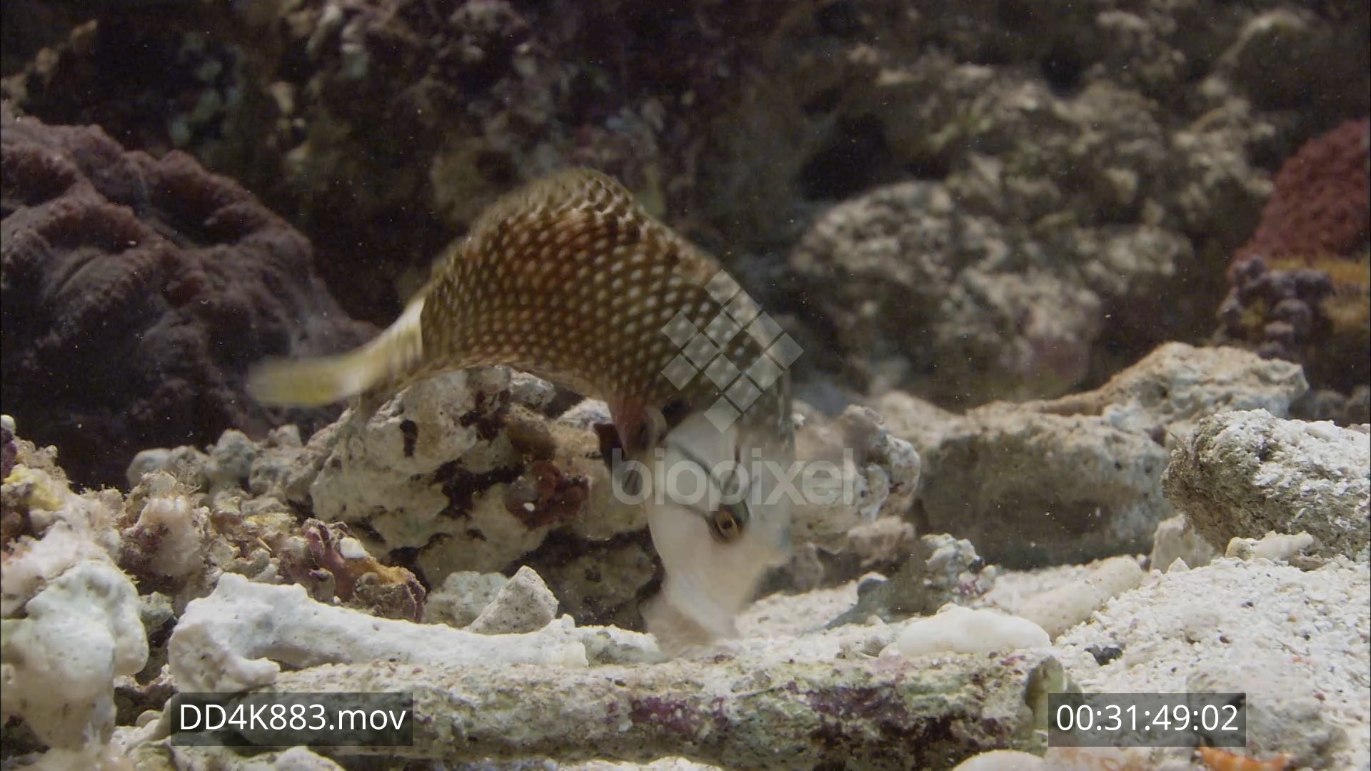 Wrasse – Rockmover wrasse close ups moving rocks 4K 3