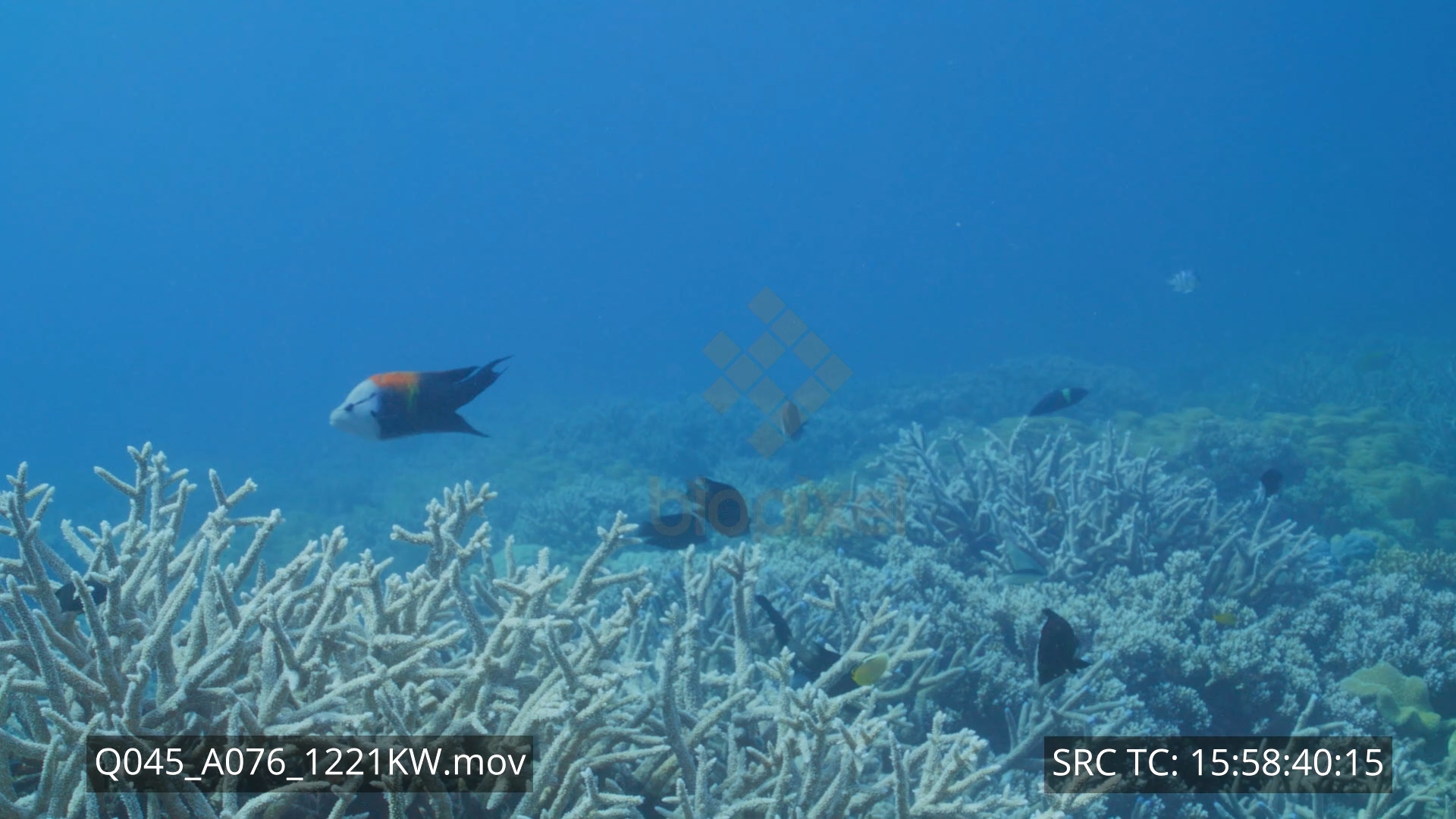 Wrasse – Slingjaw wrasse reproductive behaviour 4K+