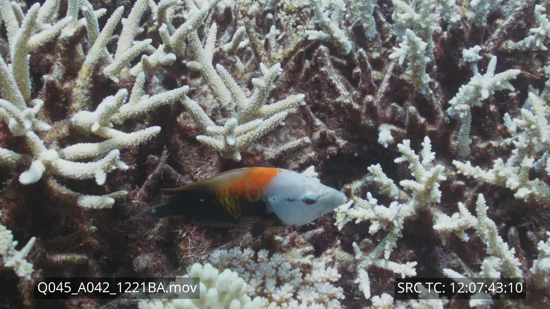 Wrasse – Slingjaw wrasse slow motion 120 frames per second 4K+ 12